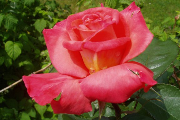 Rose.jpg  